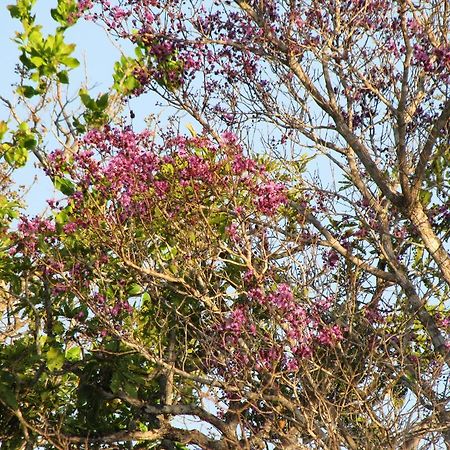 Hotel Fazenda Arara Azul Carolina  Dış mekan fotoğraf