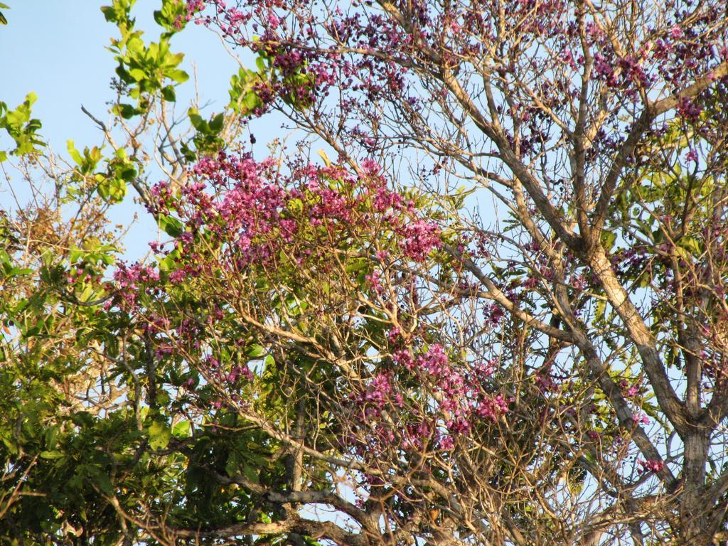 Hotel Fazenda Arara Azul Carolina  Dış mekan fotoğraf